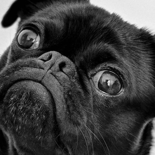 Análisis en Colombia: dieta BARF contra alimentos concentrados para mascotas