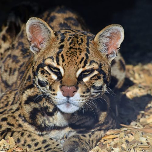 Protección de jaguares y pumas para ecosistemas saludables