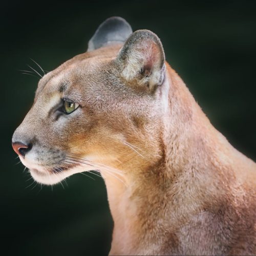 Importancia cultural de jaguares y pumas en Panamá