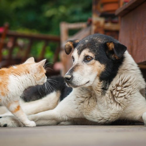 Jornada de esterilización de mascotas: iniciativa de Francisco Martinelli